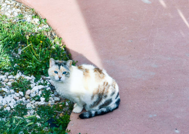FARM Cat 5 22 1 1024x724