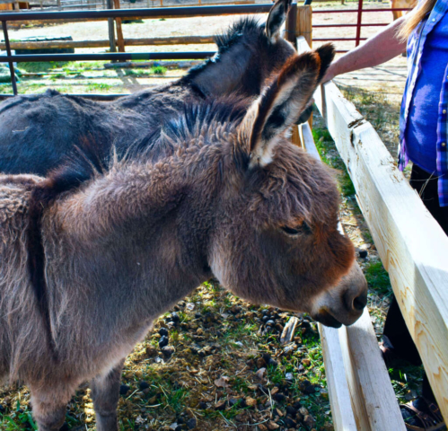 FARM Donkeys up close 5 22 1 1024x985