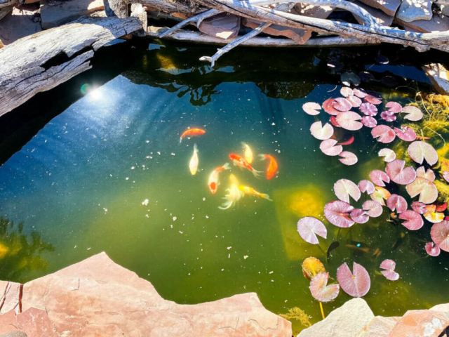 FARM Fish 2022 WL 1024x768