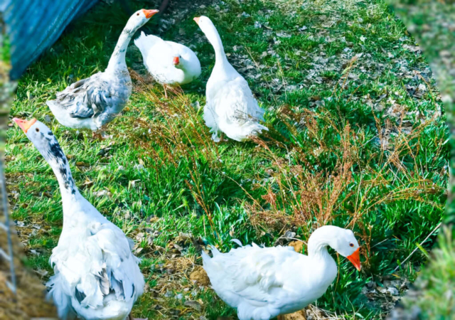 FARM Geese 5 22 Copy 1024x720