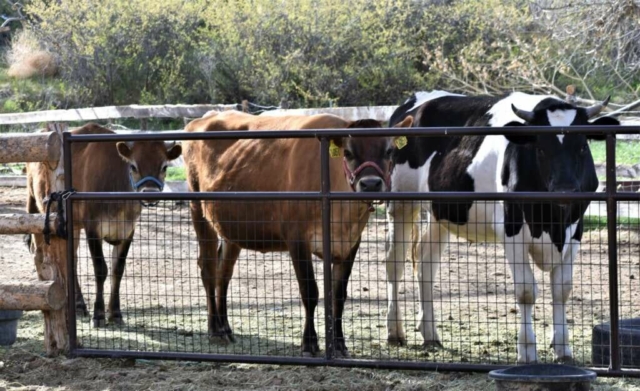 FARM cow steer and heifer 2022 1 1024x626