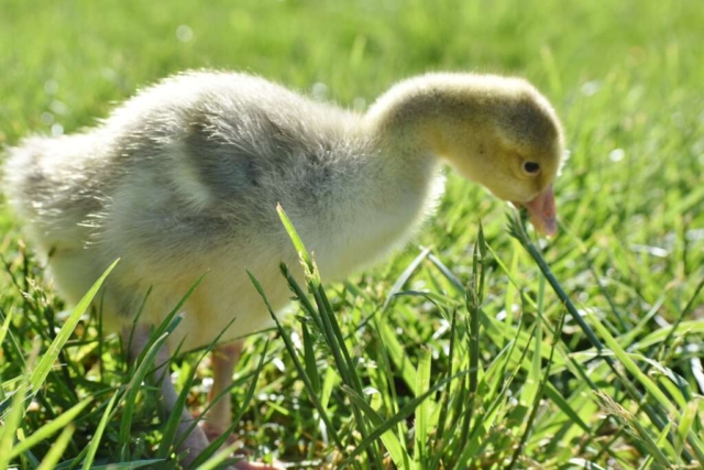10 FARM baby goose 1024x683