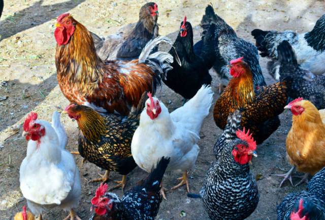 12 FARM Chickens looking at us 5 22 1024x696