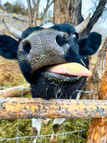 16 FARM Harvey STeer 5 22 768x1024