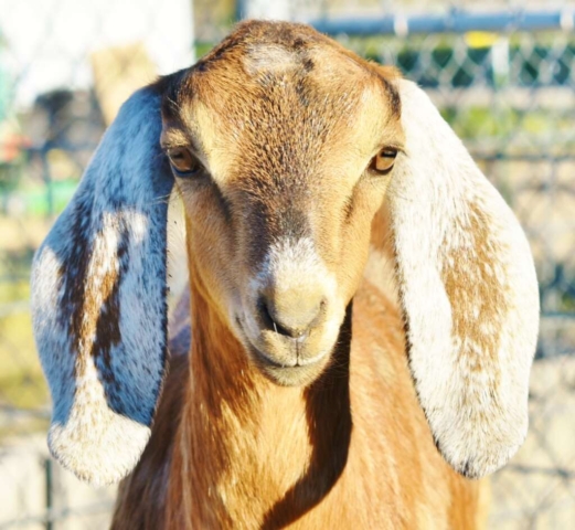 20 Amber goat close up 2019 1024x944