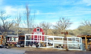 AH Chicken Coop 2024 1024x611