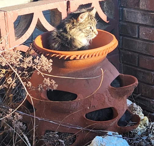 AH Kitty Cat in Planter 2024 1024x976