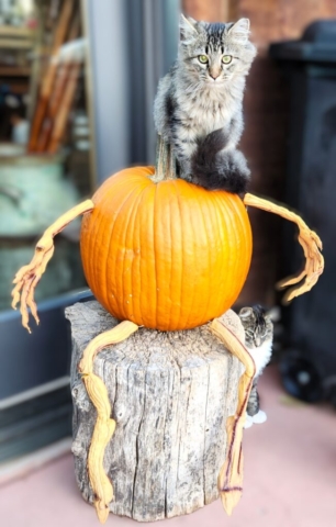 Ah Kitty on Pumpkin 2024 652x1024