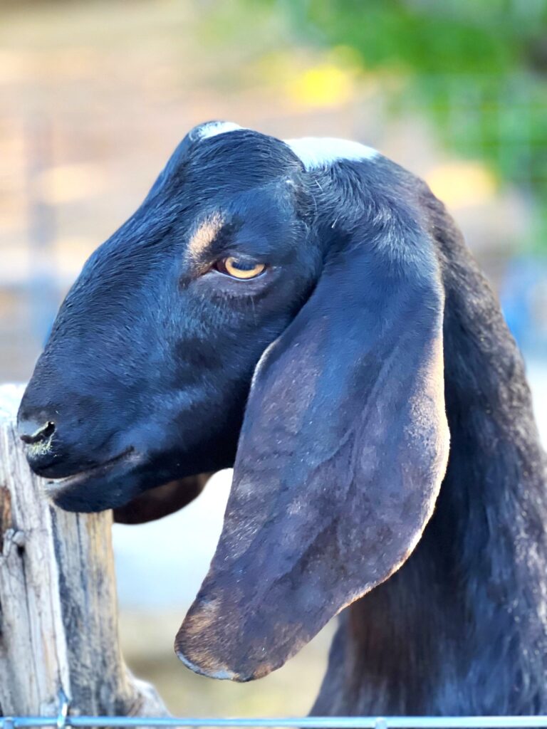 Farm The most beautiful goat 2023