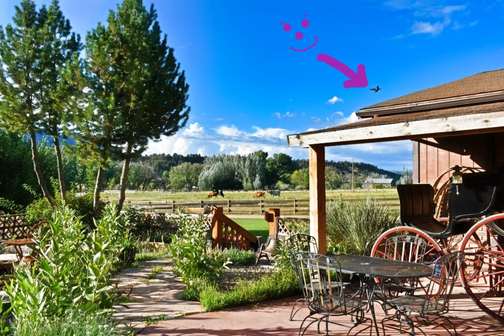 Breakfast 26 Ah Back Patio Hummingbird 2025